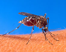 Infected Mosquito 